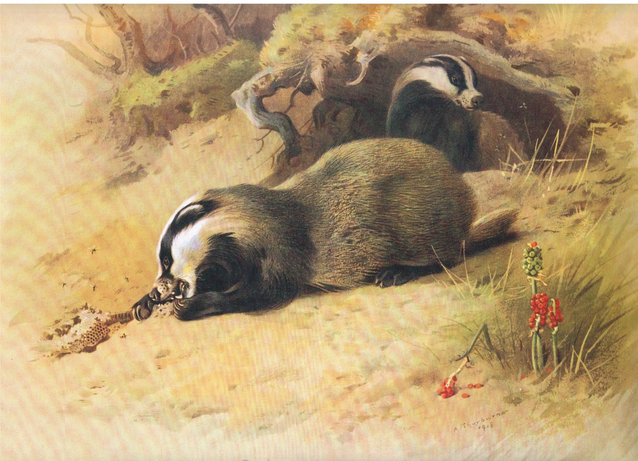 Borsuki, z Thorburns Mammals opublikowanej przez Longmans and Co, c. 1920 autorstwa Archibald Thorburn