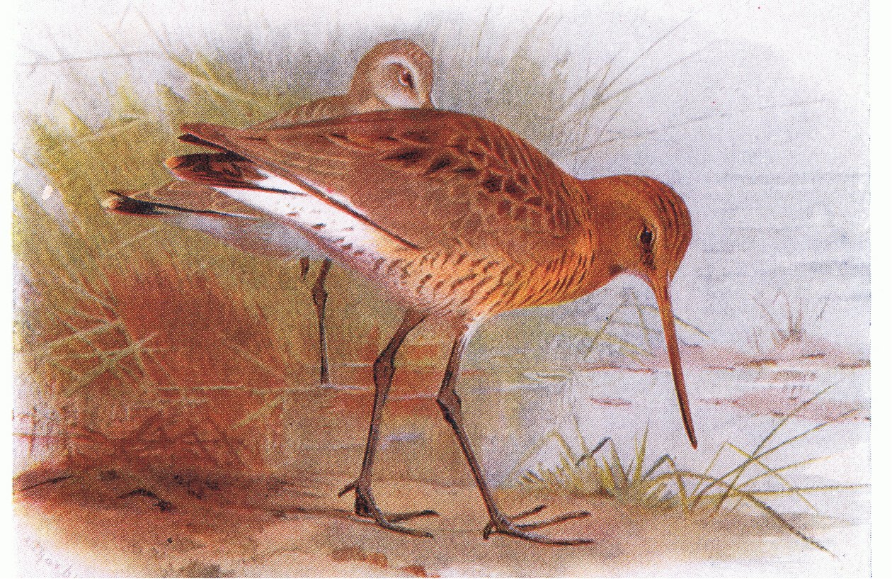 Black Tailed Godwit, z Birds of the British Isles and Their Eggs, opublikowany przez Frederick Warne & Co Ltd, 1958 autorstwa Archibald Thorburn