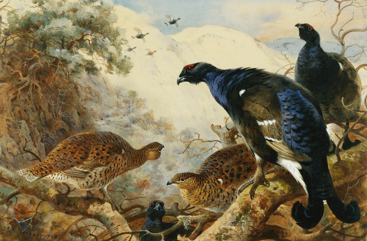Blackgame autorstwa Archibald Thorburn