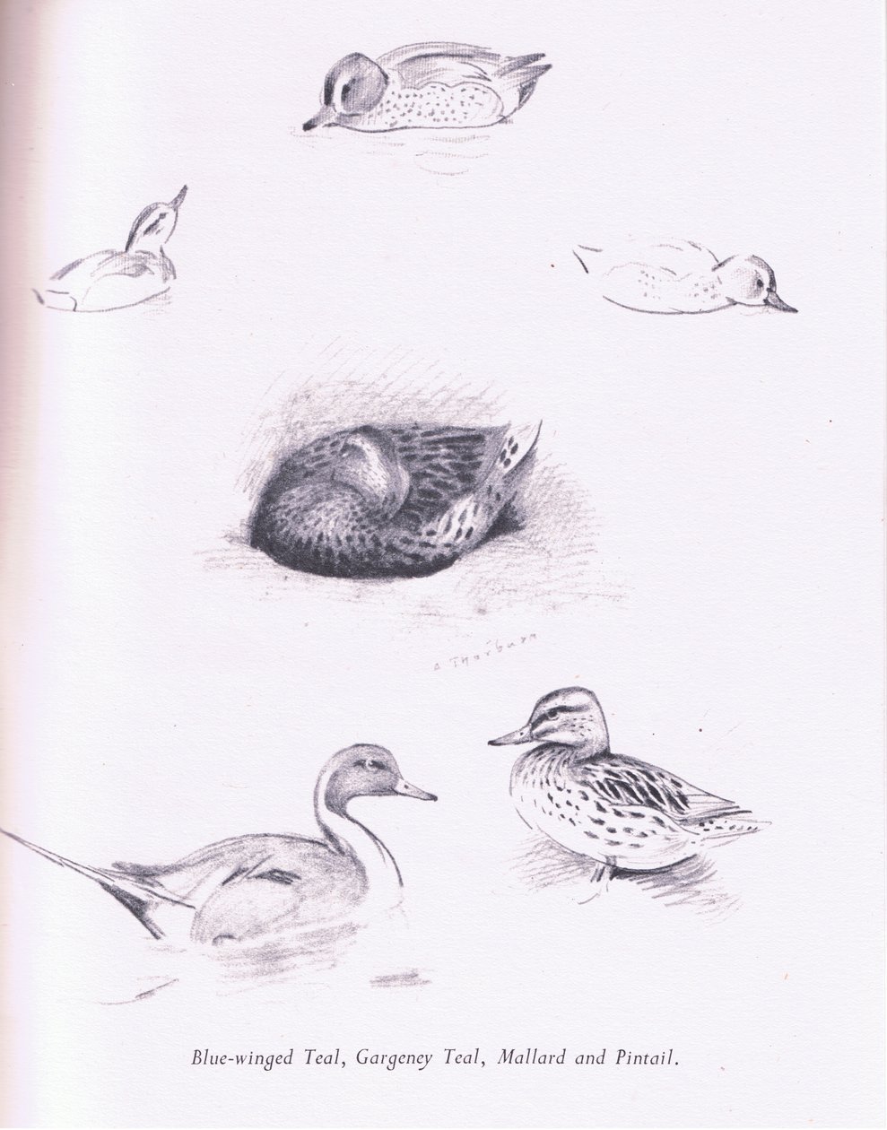 Niebieski skrzydlaty Cyraneczka, Cyraneczka, Cyraneczka, Krzyżówka i Pintail, 1938 autorstwa Archibald Thorburn