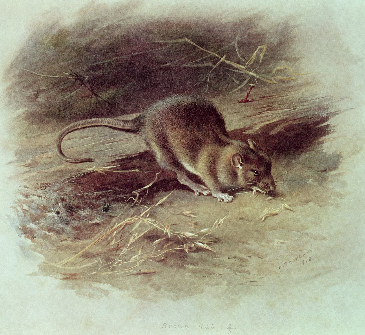 Szczur wędrowny (Rattus norvegicus) 1918 autorstwa Archibald Thorburn