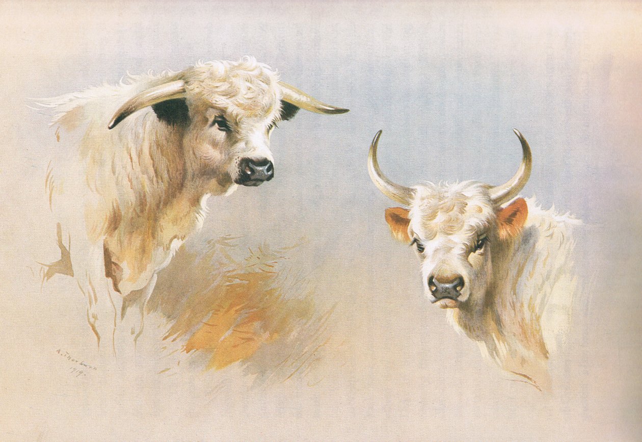 Chartley Bull i Chillingham Bull, z książki Thorburn