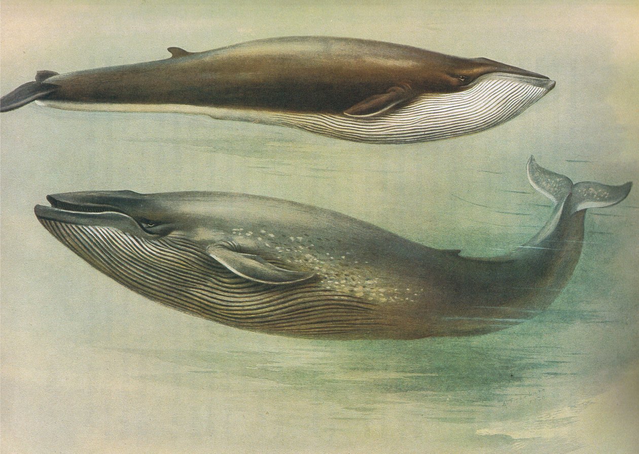 Common Rorqual, Sibbalds Rorqual lub Blue Whale, z Thorburns Mammals opublikowanej przez Longmans and Co, 1920 autorstwa Archibald Thorburn