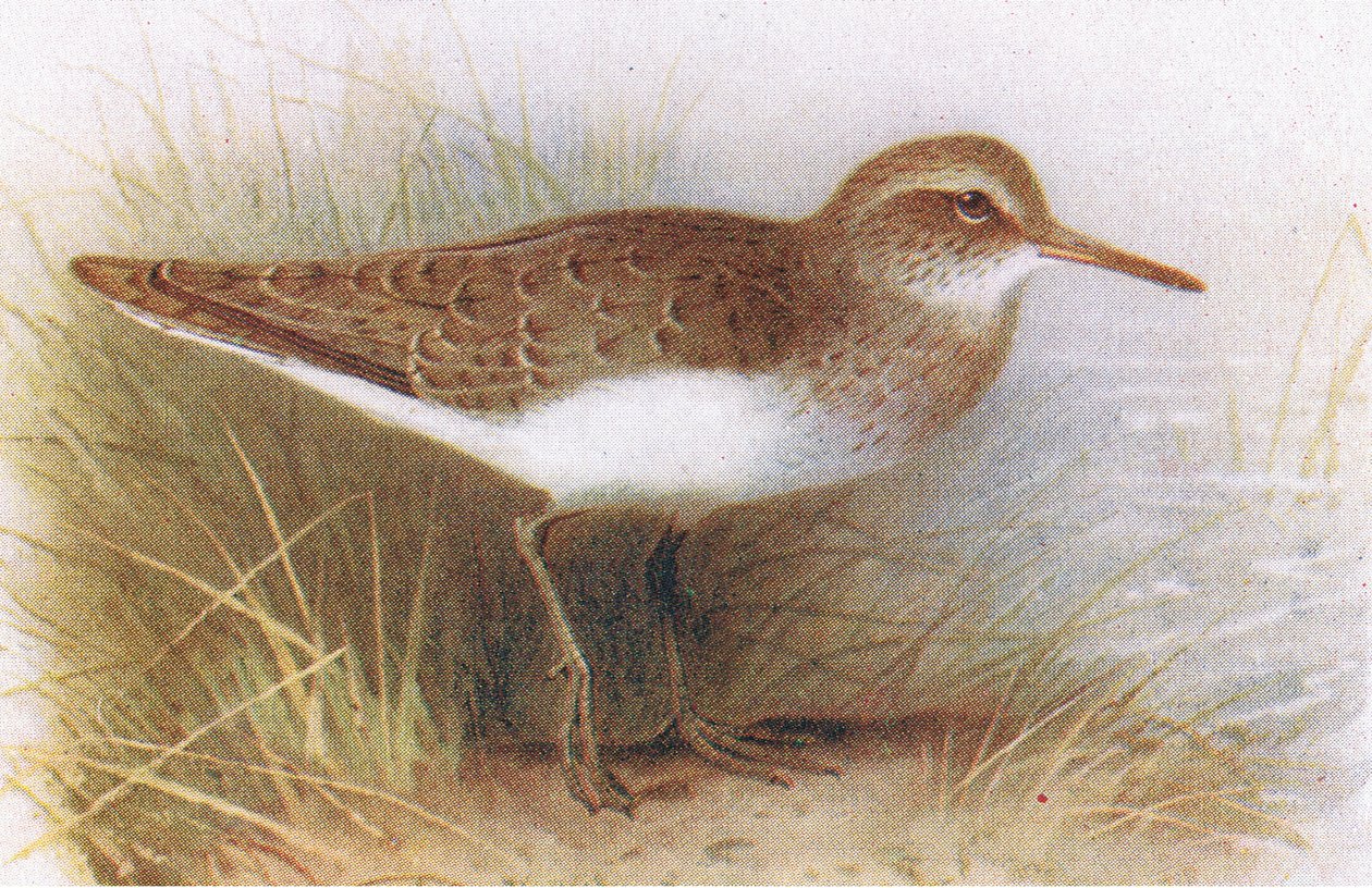 Sandpiper pospolity, z książki Birds of the British Isles and Their Eggs opublikowanej przez Frederick Warne & Co Ltd, 1958 autorstwa Archibald Thorburn