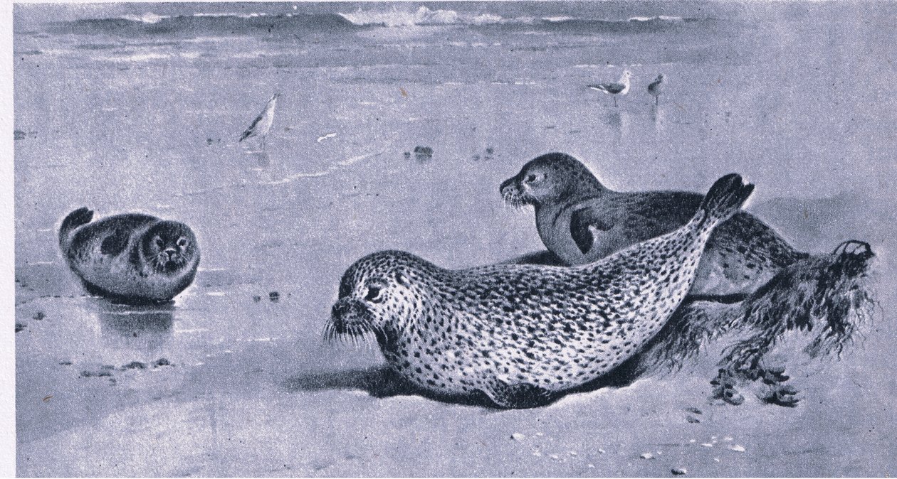 Common Seal, Nature in Britain wydane przez Collins autorstwa Archibald Thorburn