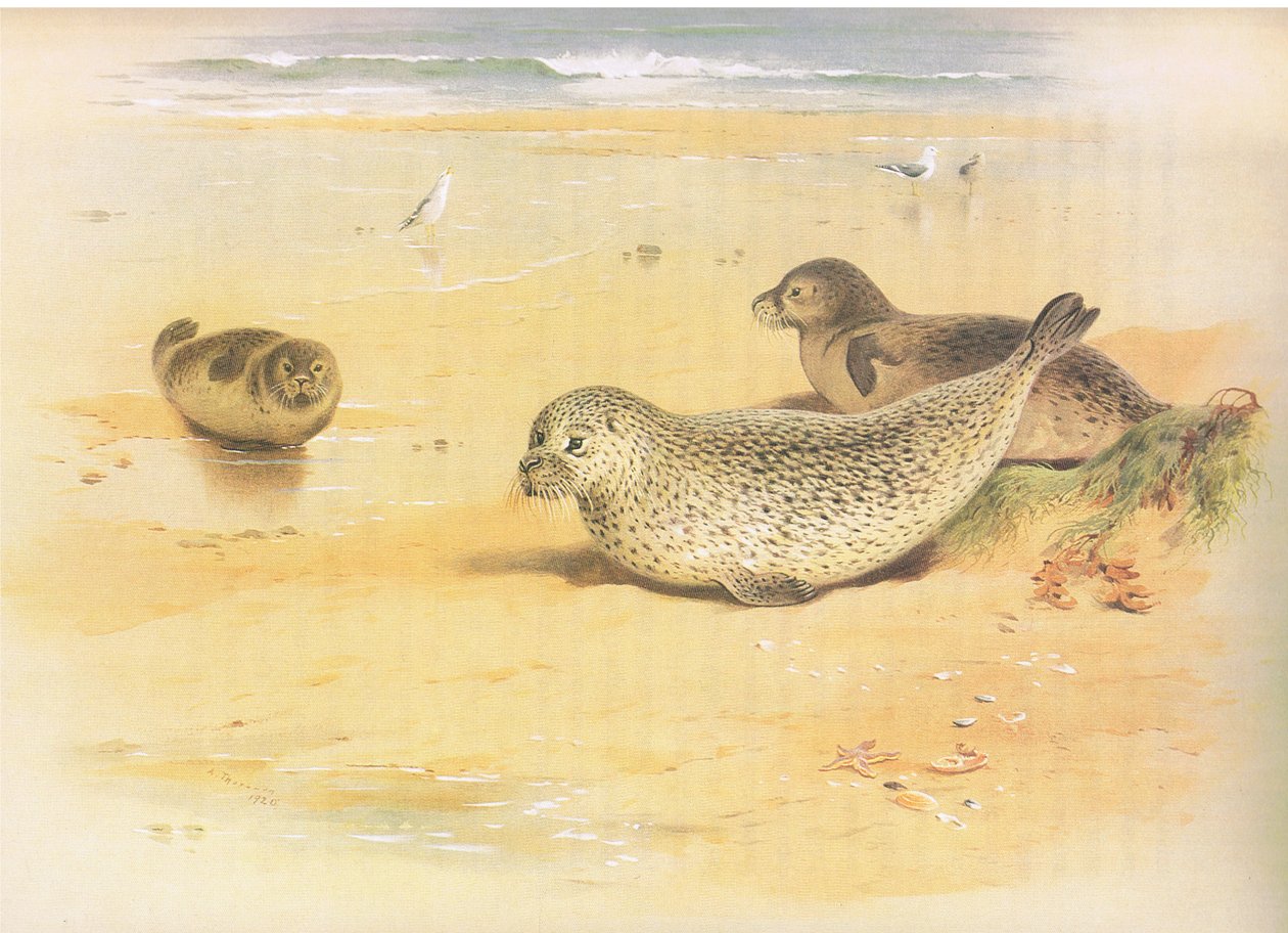 Common Seal, z Thorburns Mammals opublikowane przez Longmans and Co, c. 1920 autorstwa Archibald Thorburn
