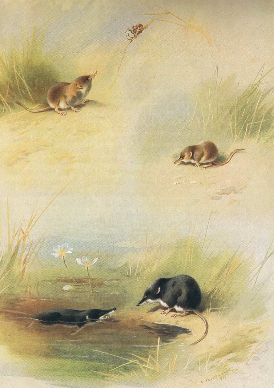 Ryjówka aksamitna, ryjówka pospolita i ryjówka wodna, z Thorburns Mammals opublikowanej przez Longmans and Co. 1920 autorstwa Archibald Thorburn