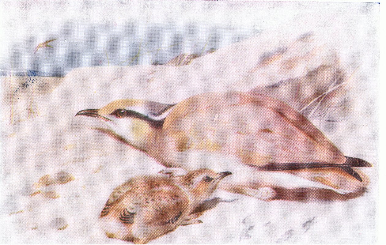 Cream Coloured Courser, z Birds of the British Isles and Their Eggs, opublikowanej przez Frederick Warne & Co Ltd, 1958 autorstwa Archibald Thorburn