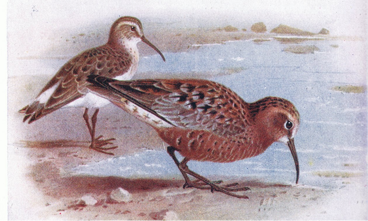 Curlew Sandpiper, z książki Birds of the British Isles and Their Eggs, opublikowanej przez Frederick Warne & Co Ltd, 1958 autorstwa Archibald Thorburn