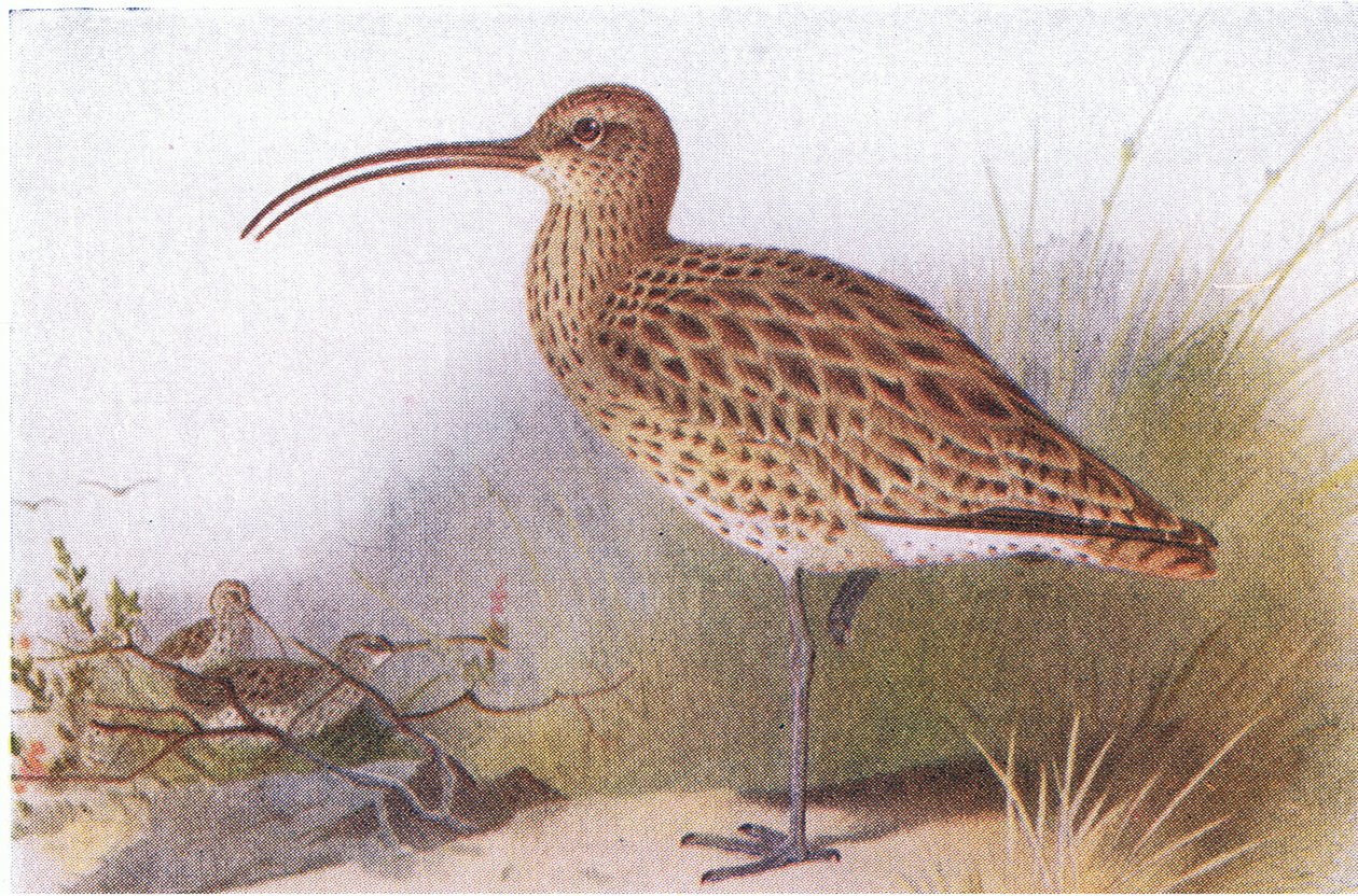 Curlew, z książki Birds of the British Isles and Their Eggs wydanej przez Frederick Warne & Co Ltd, 1958 autorstwa Archibald Thorburn