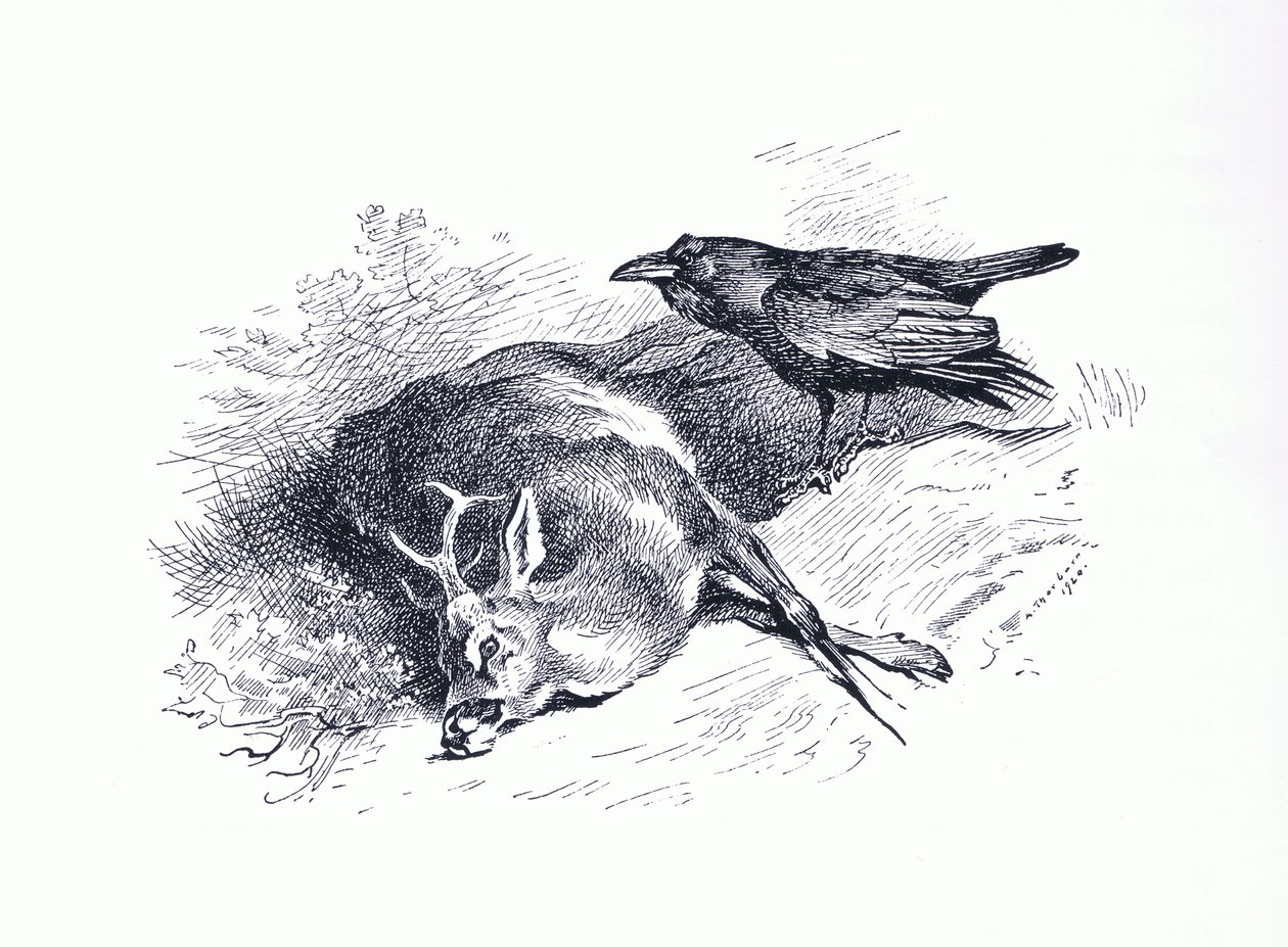 Martwe jelenie i Raven, z książki Thorburn