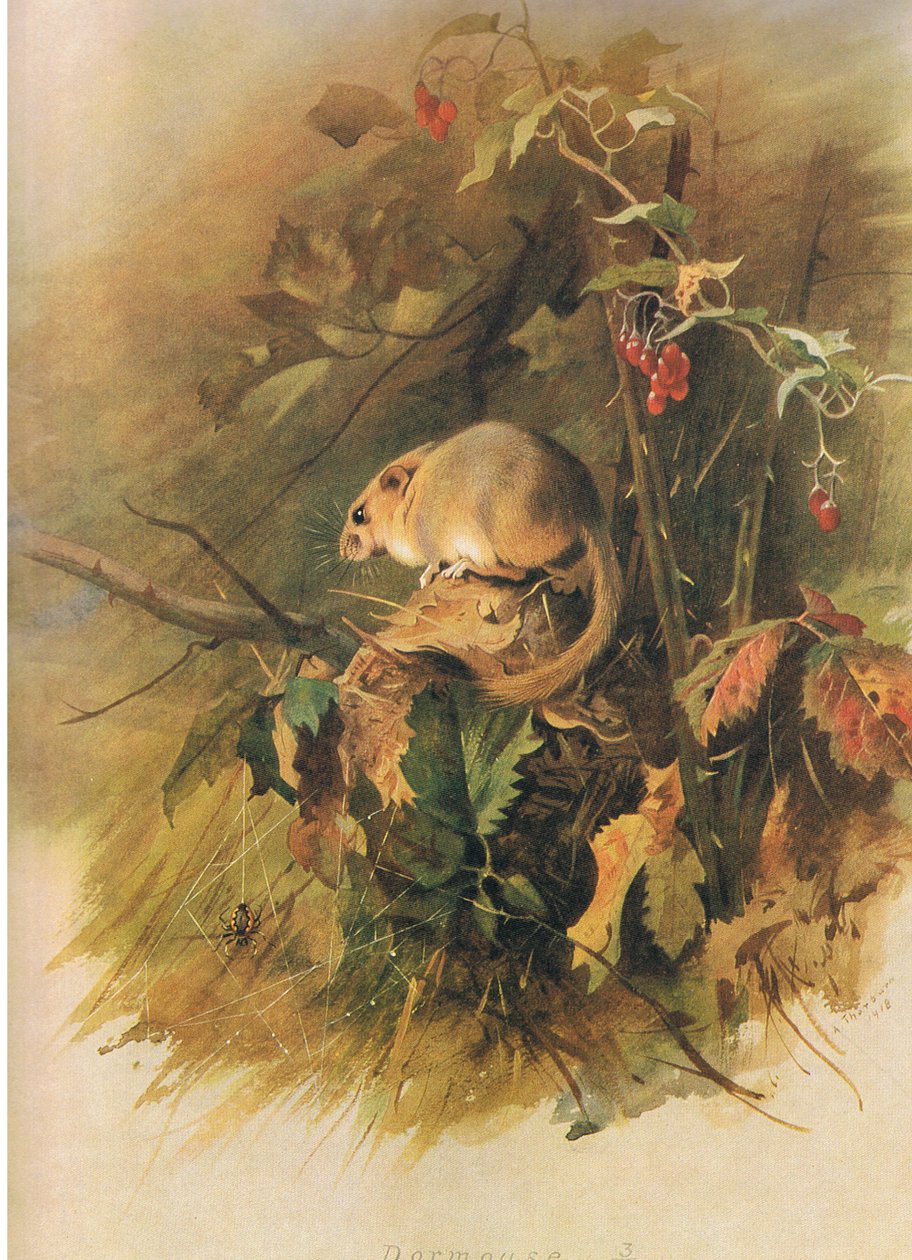 Popielica, z Thorburns Mammals wydanej przez Longmans and Co, c. 1920 autorstwa Archibald Thorburn