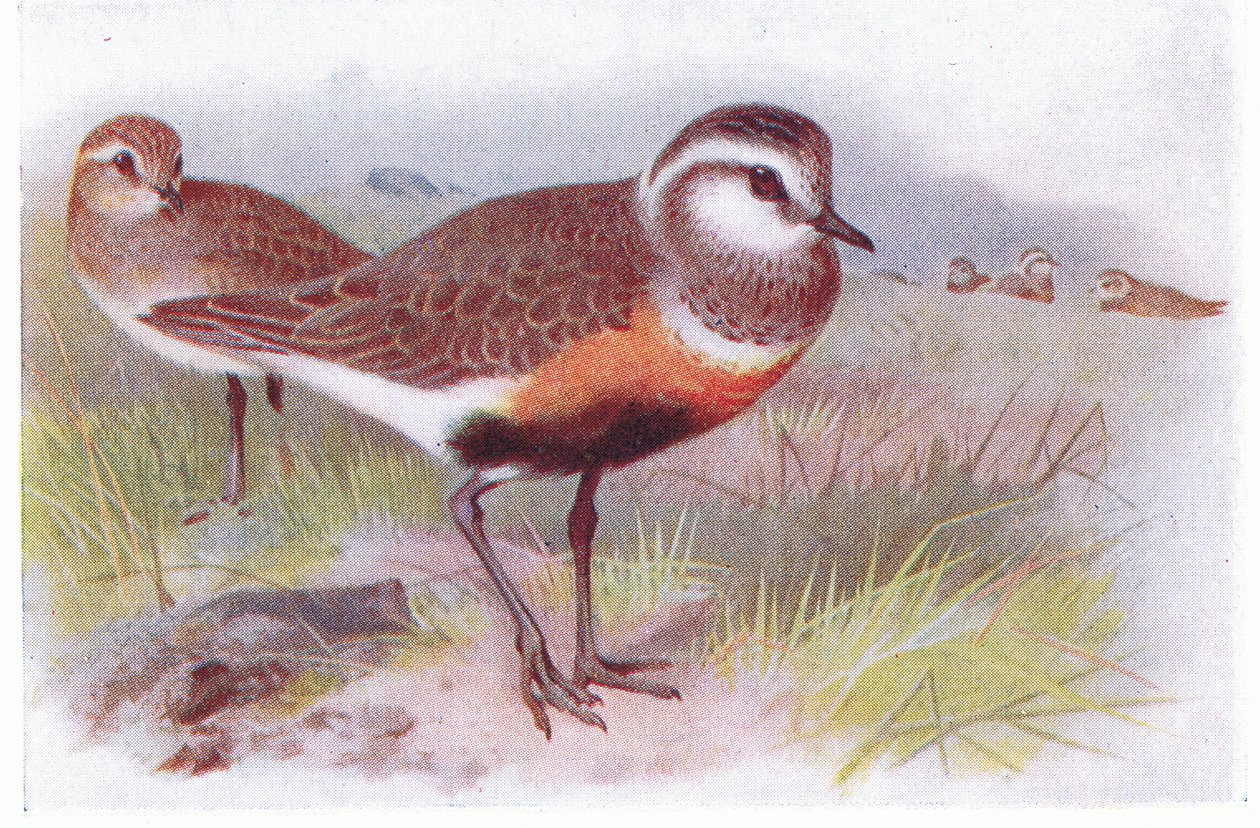 Dotterell, z książki Birds of the British Isles and Their Eggs wydanej przez Frederick Warne & Co Ltd, 1958 autorstwa Archibald Thorburn
