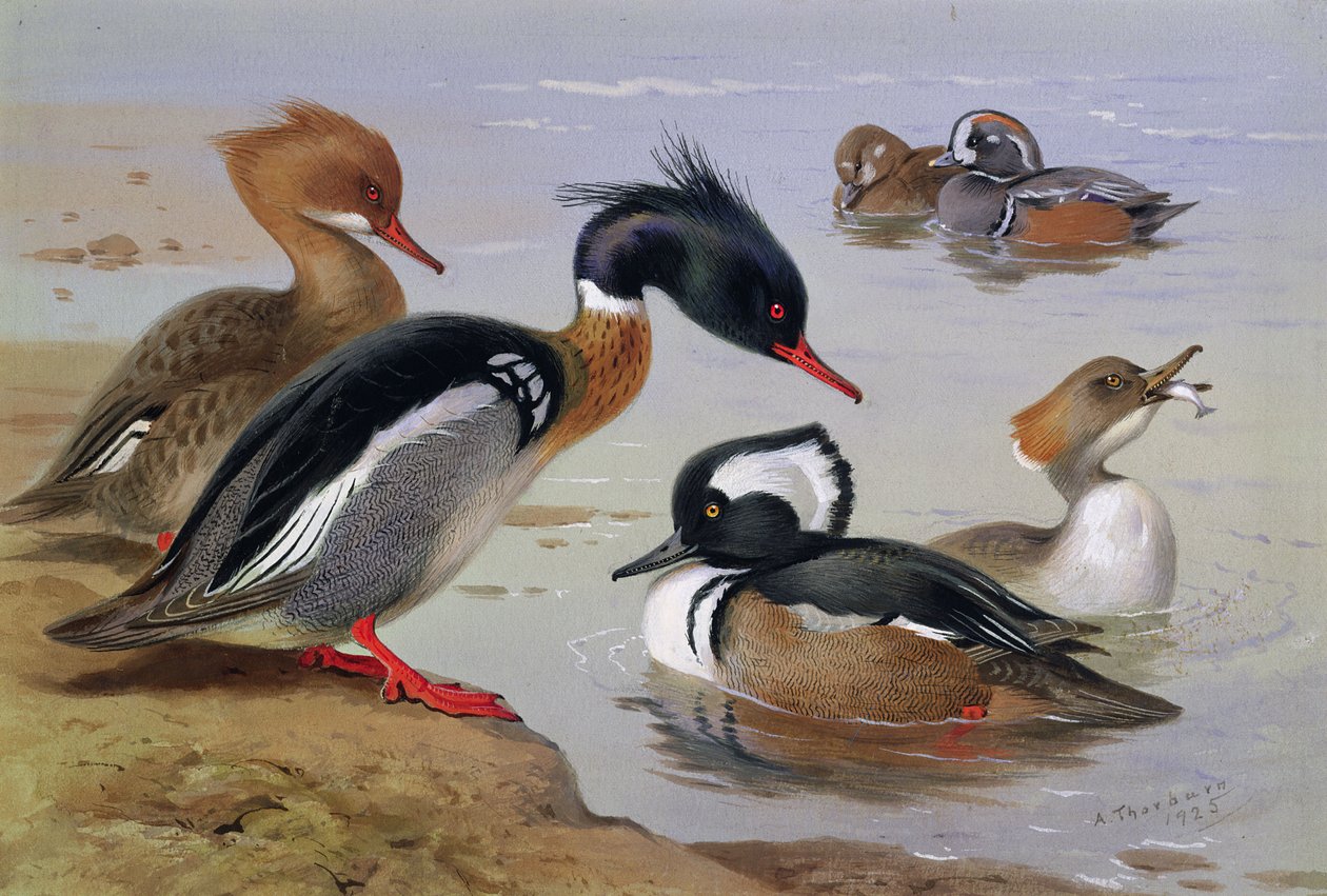 Kaczki nad jeziorem autorstwa Archibald Thorburn