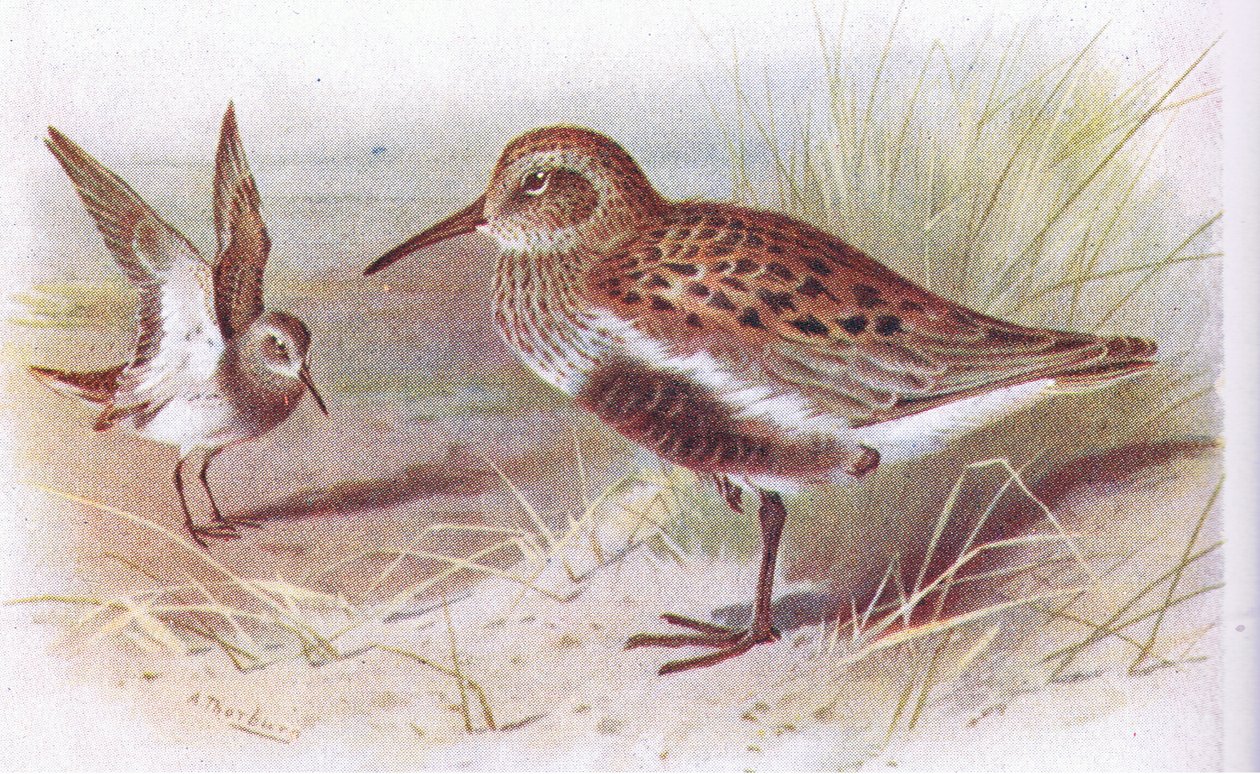 Dunlin (lato i zima), z książki Birds of the British Isles and Their Eggs wydanej przez Frederick Warne & Co Ltd, 1958 autorstwa Archibald Thorburn