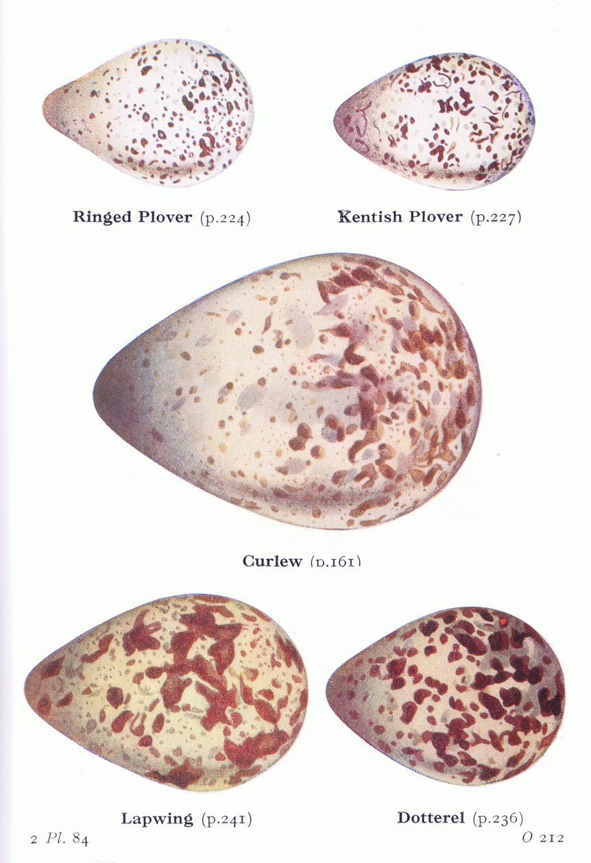 Jaja: Ring Plover, Kentish Plover, Curlew, Czajka, Dotterell, z Birds of the British Isles and Their Eggs opublikowanej przez Frederick Warne & Co Ltd, 1958 autorstwa Archibald Thorburn