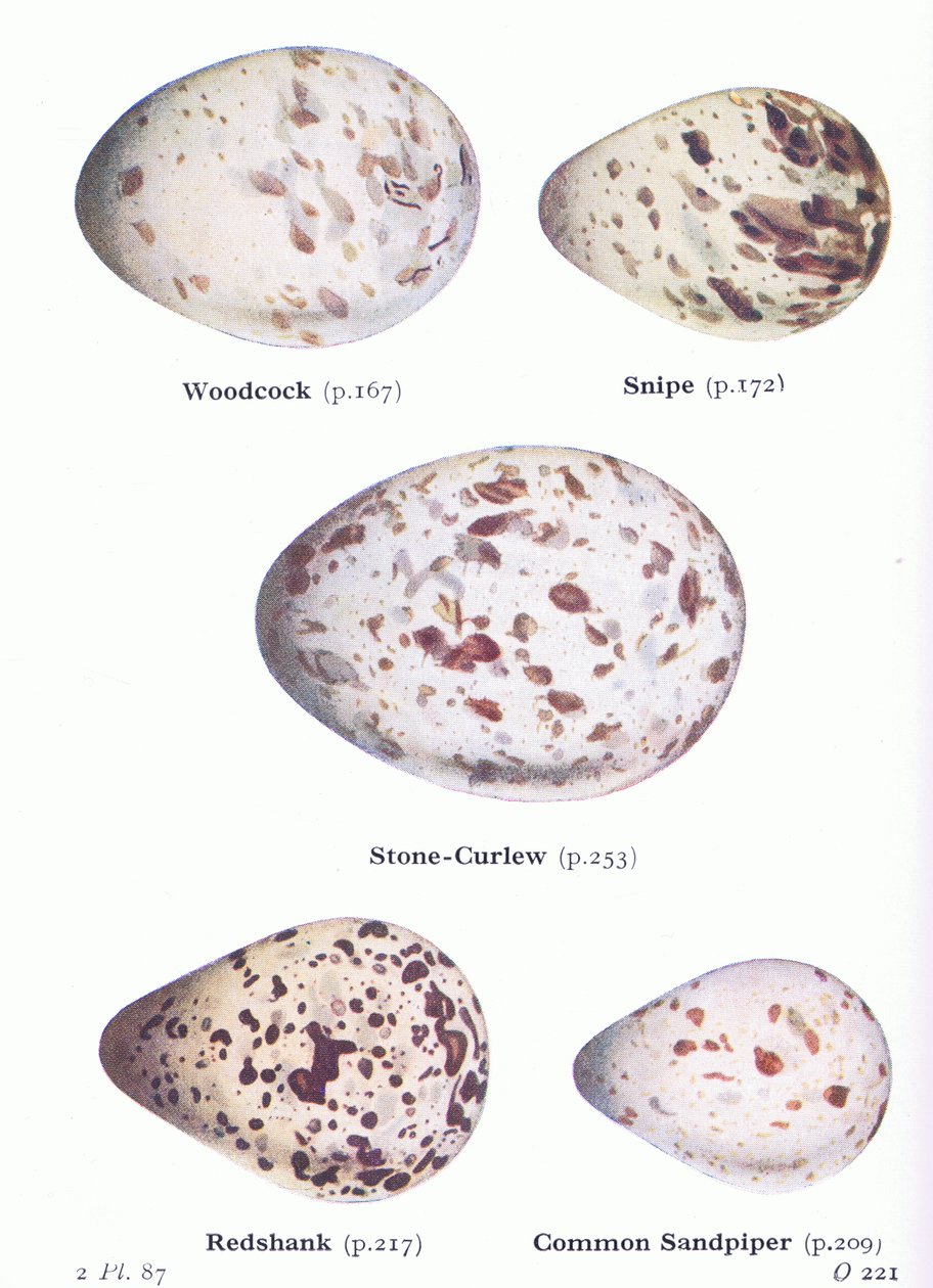 Jaja: słonka; Snipe, Stone Curlew, Redshank, Common Sandpiper, z Birds of the British Isles and Their Eggs opublikowanej przez Frederick Warne & Co Ltd, 1958 autorstwa Archibald Thorburn