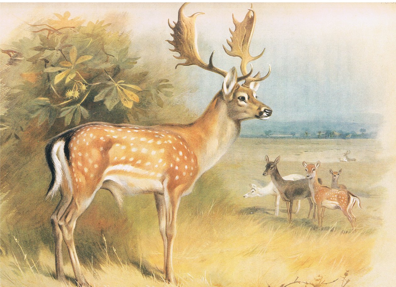 Daniele z Thorburns Mammals opublikowane przez Longmans and Co, c. 1920 autorstwa Archibald Thorburn