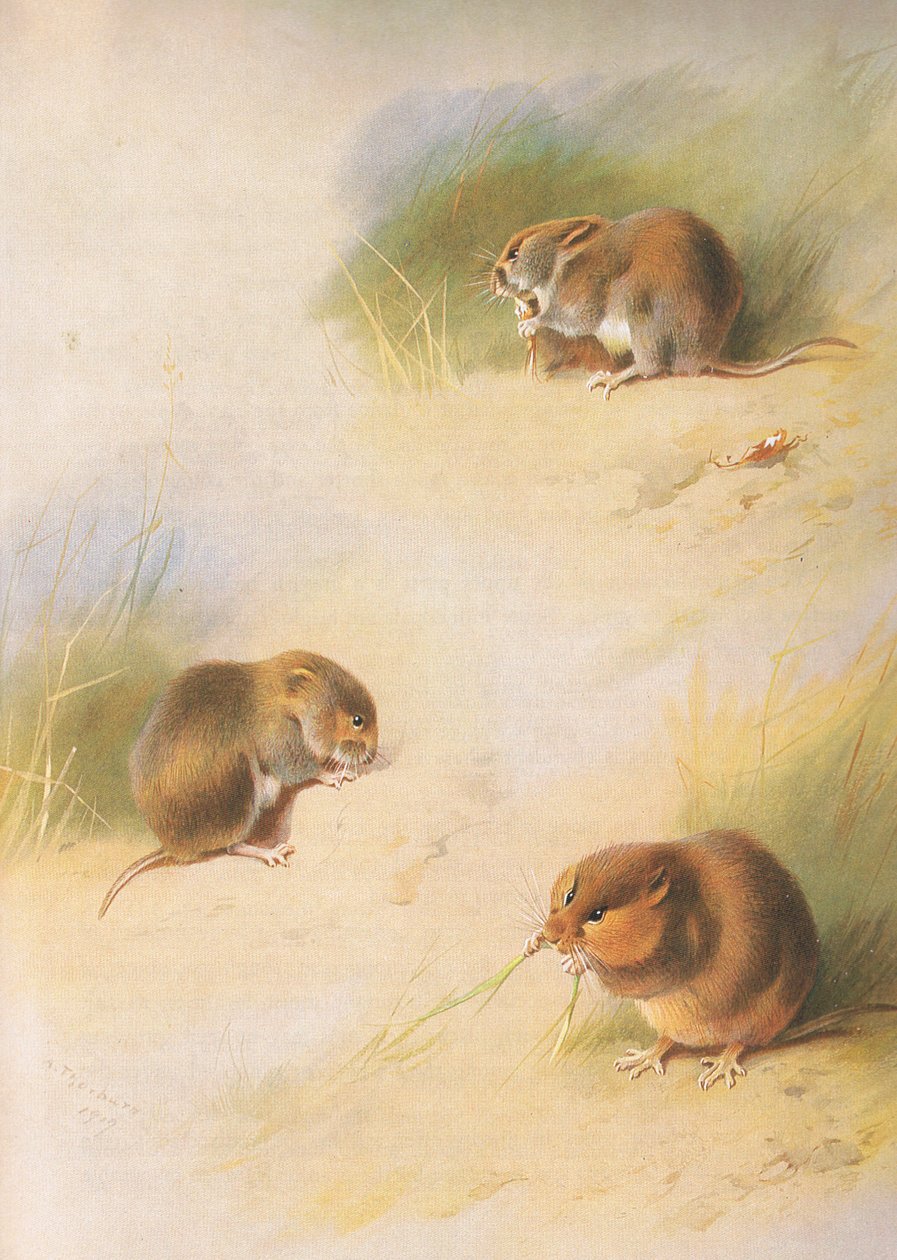Nornica polna, nornica zwyczajna i nornica Orkadowa z Thorburns Mammals wydanej przez Longmans and Co. 1920 autorstwa Archibald Thorburn