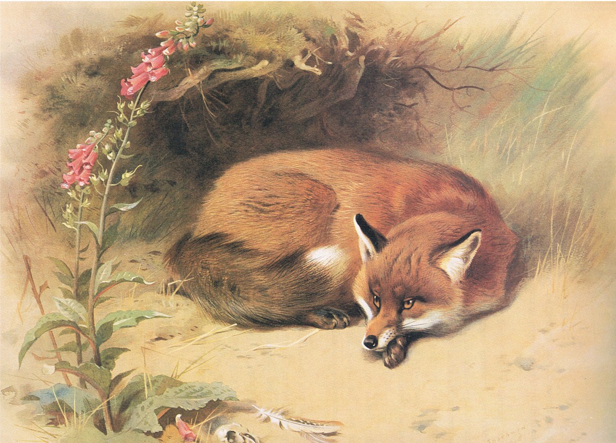Fox with Foxgloves, z Thorburns Mammals wydanej przez Longmans and Co, ok. 1930. 1920 autorstwa Archibald Thorburn
