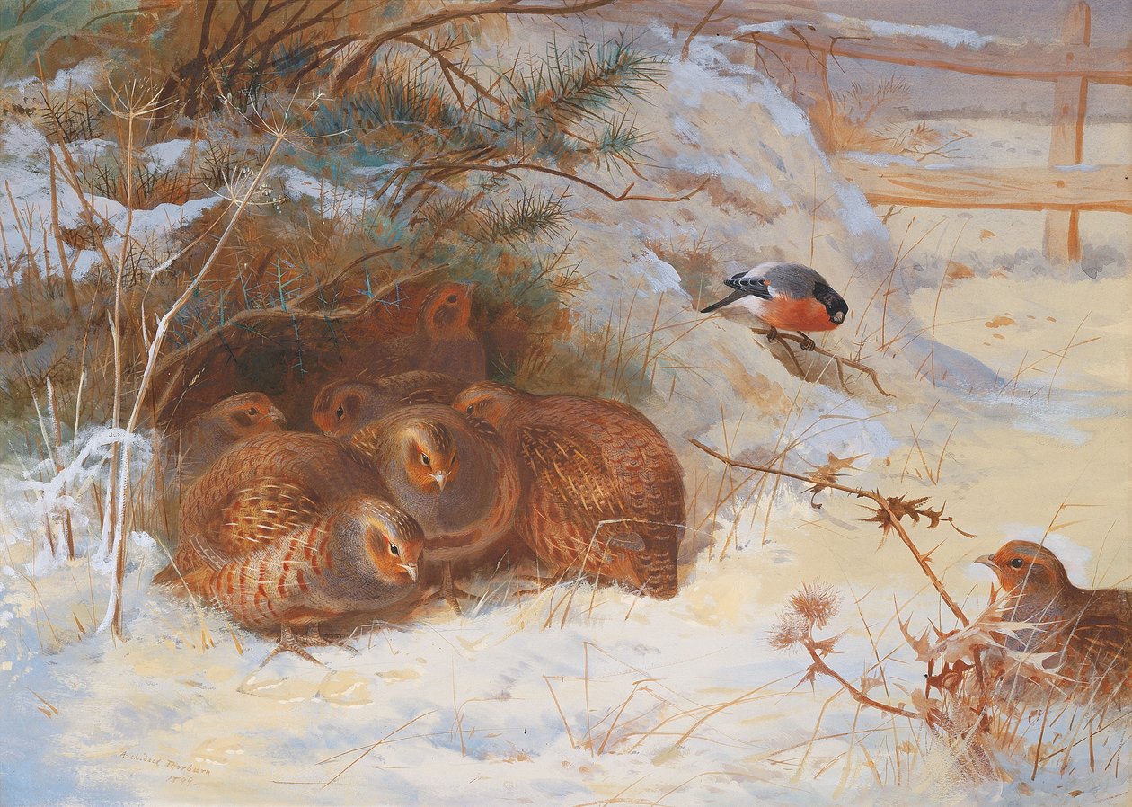 Mroźny poranek, bażant zimą autorstwa Archibald Thorburn