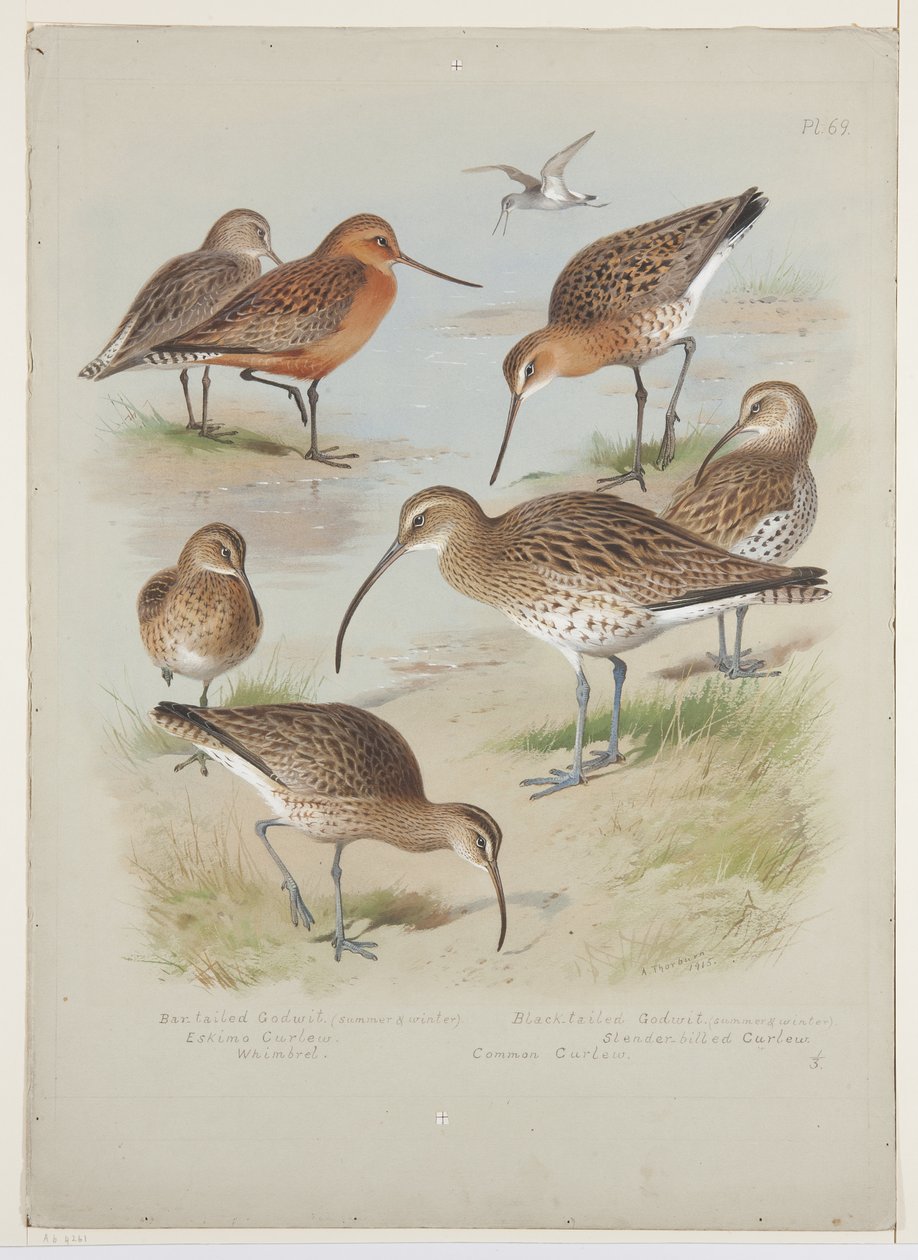 Godwits i kuliki, ok. 1915 (akwarela i farba do ciała na ołówku na pokładzie) autorstwa Archibald Thorburn
