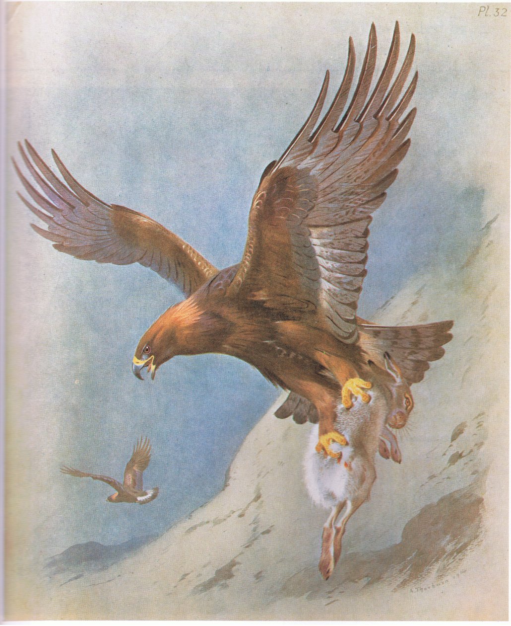 Orzeł przedni i zając górski, wyd. przez Book Club Associates, 1972 autorstwa Archibald Thorburn