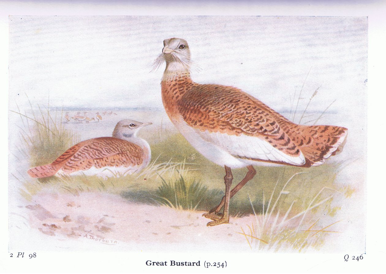 Drop, z książki Birds of the British Isles and Their Eggs wydanej przez Frederick Warne & Co Ltd, 1958 autorstwa Archibald Thorburn