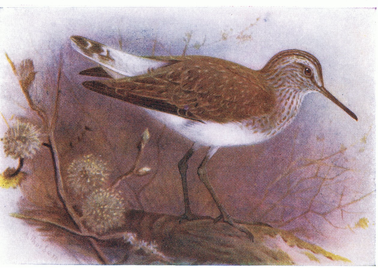 Green Sandpiper, z Birds of the British Isles and Their Eggs opublikowane przez Frederick Warne & Co Ltd, 1958 autorstwa Archibald Thorburn