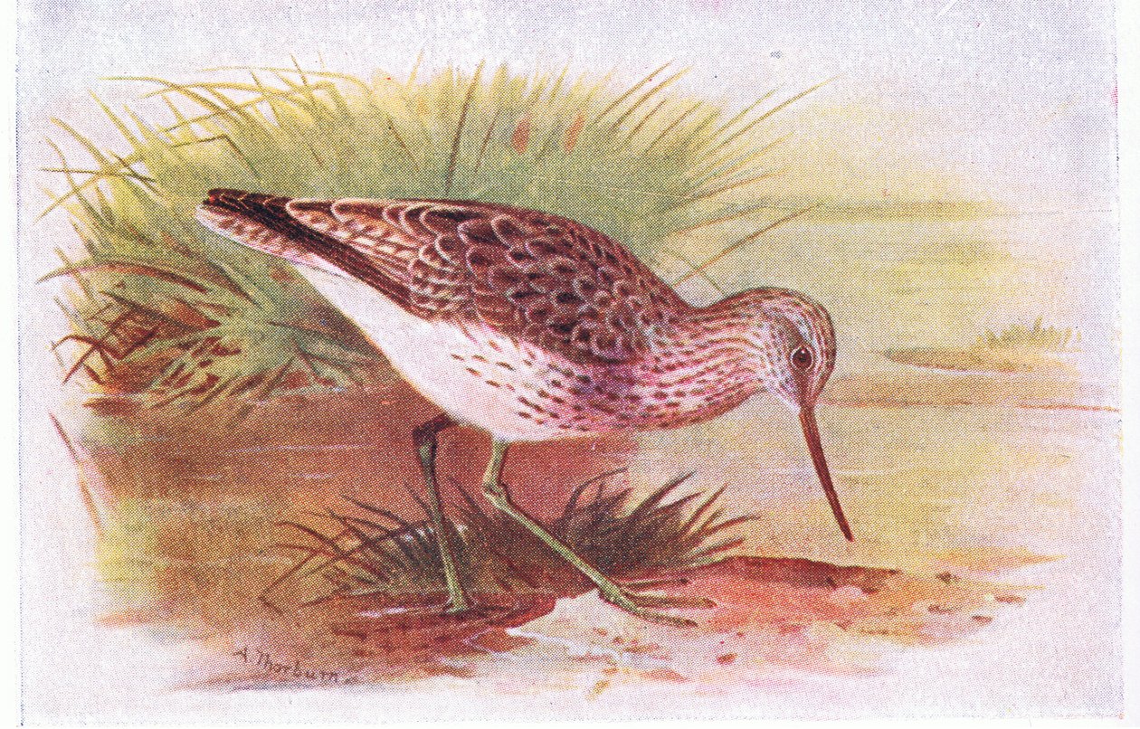 Greenshank, z książki Birds of the British Isles and Their Eggs opublikowanej przez Frederick Warne & Co Ltd, 1958 autorstwa Archibald Thorburn