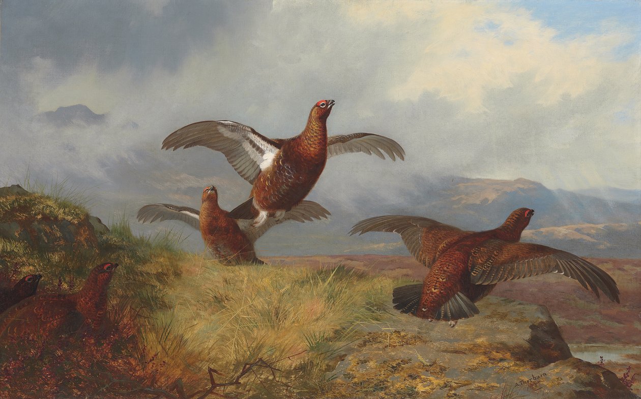 Cietrzew w locie autorstwa Archibald Thorburn