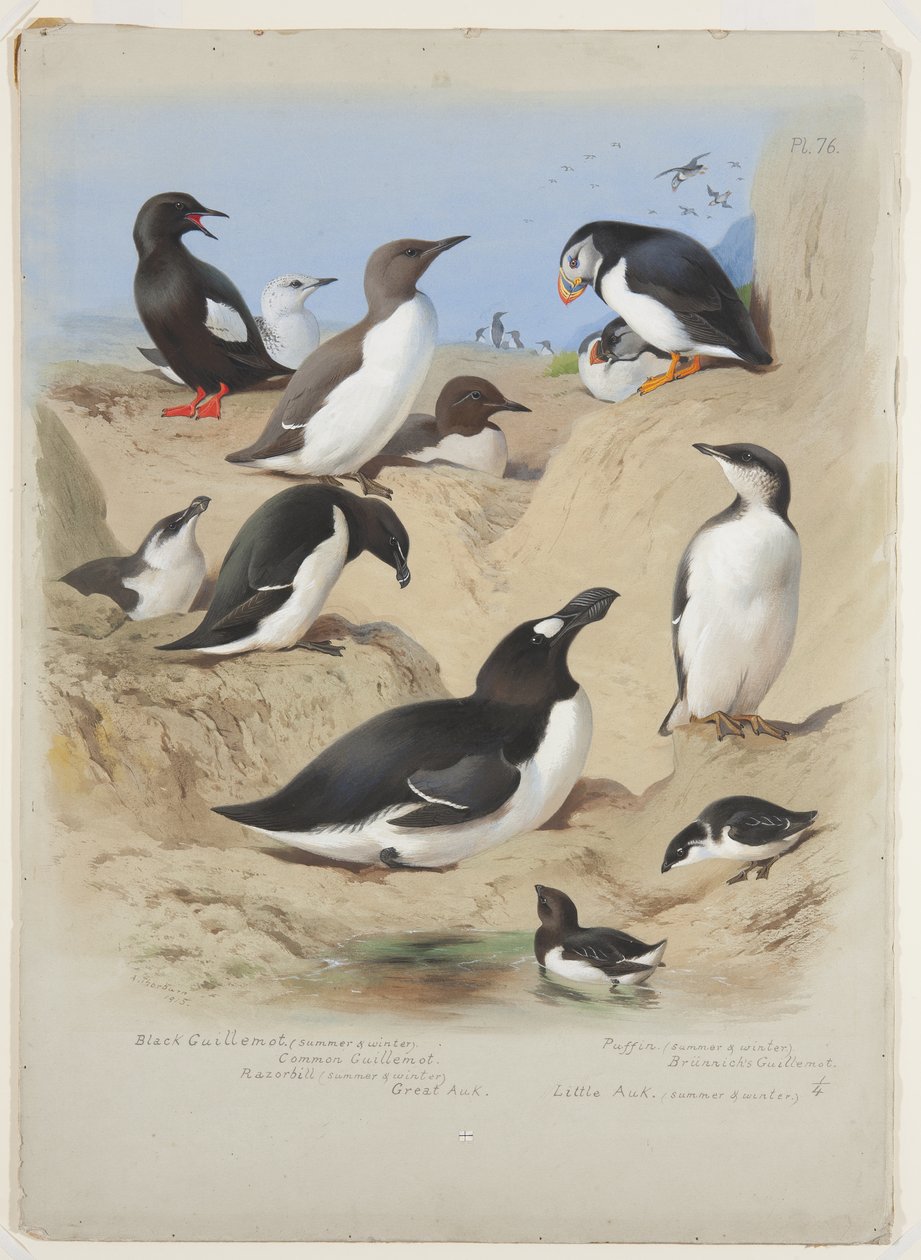 Guillemots, brzytwy, maskonur i alki, ok. 1915 (akwarela i farba do ciała z gumą arabską na ołówku na pokładzie) autorstwa Archibald Thorburn