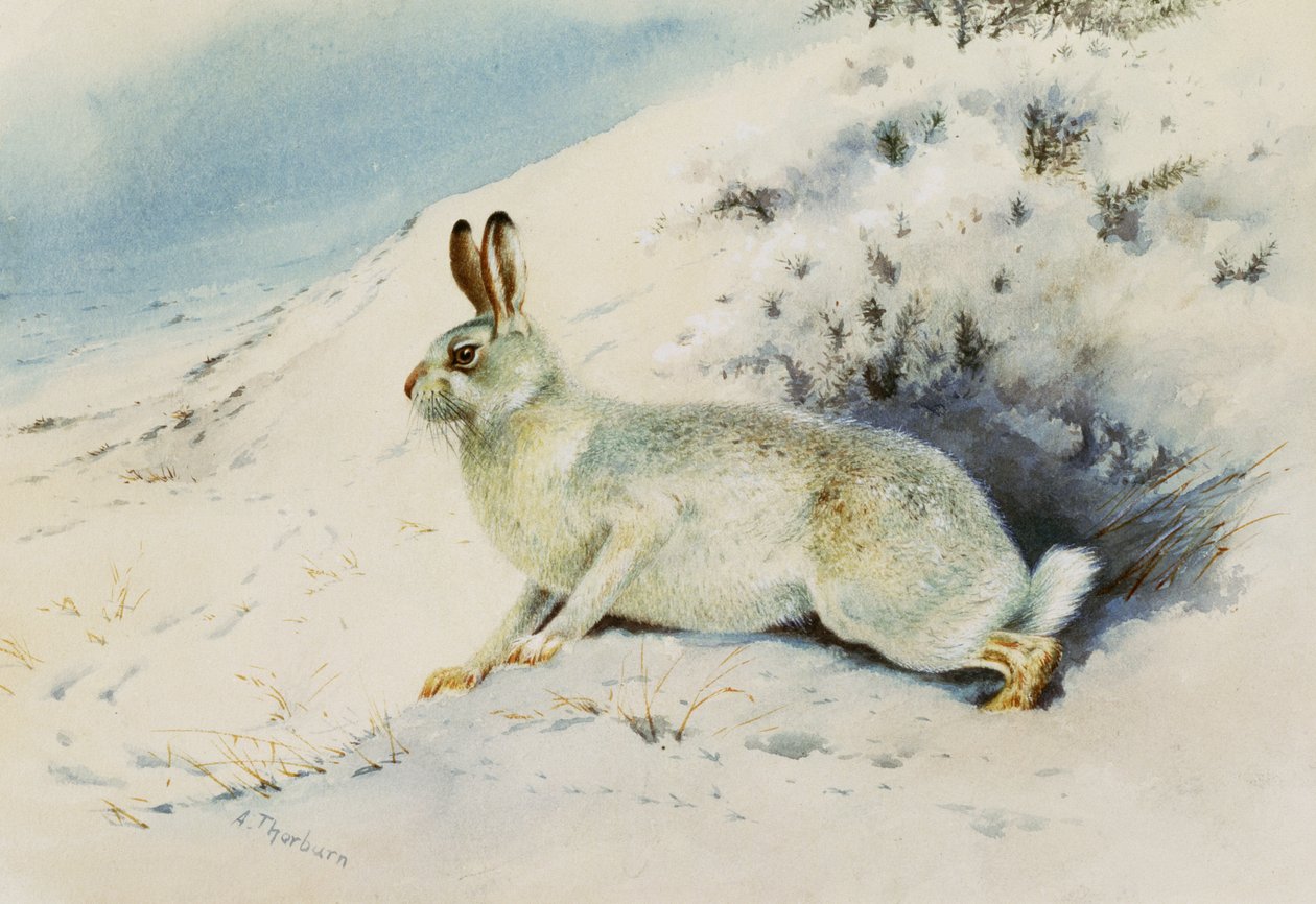 Zając autorstwa Archibald Thorburn