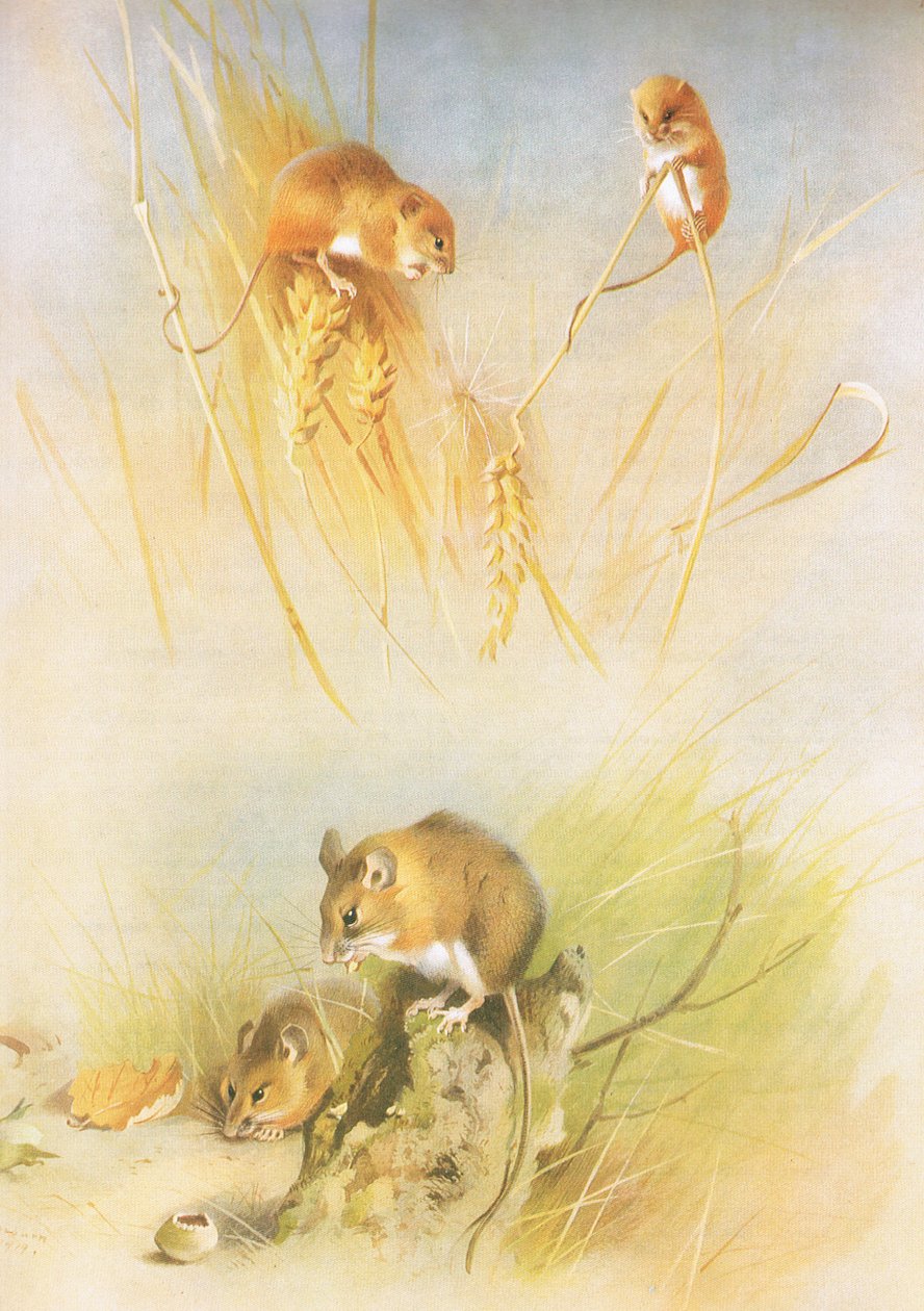 Harvest Mouse and Wood Mouse, z Thorburns Mammals wydanej przez Longmans and Co, c. 1920 autorstwa Archibald Thorburn