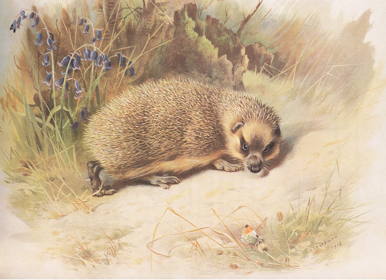 Hedgehog, z Thorburns Mammals opublikowane przez Longmans and Co, c. 1920 autorstwa Archibald Thorburn