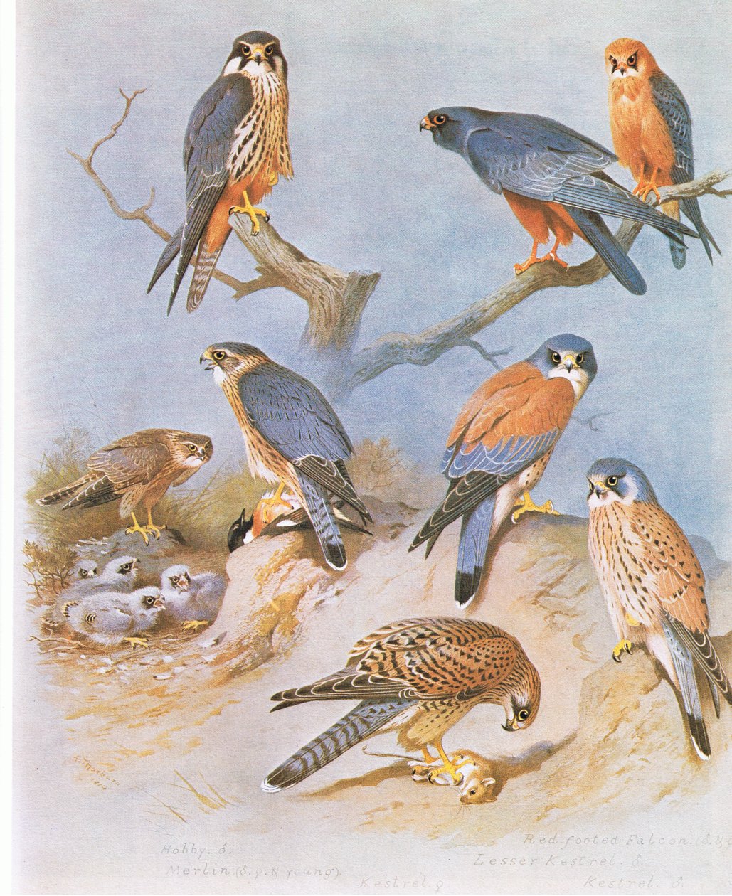 Hobby, Merlin, Sokół czerwononogi, Pustułka mała i Pustułka, wyd. przez Book Club Associates, 1972 autorstwa Archibald Thorburn