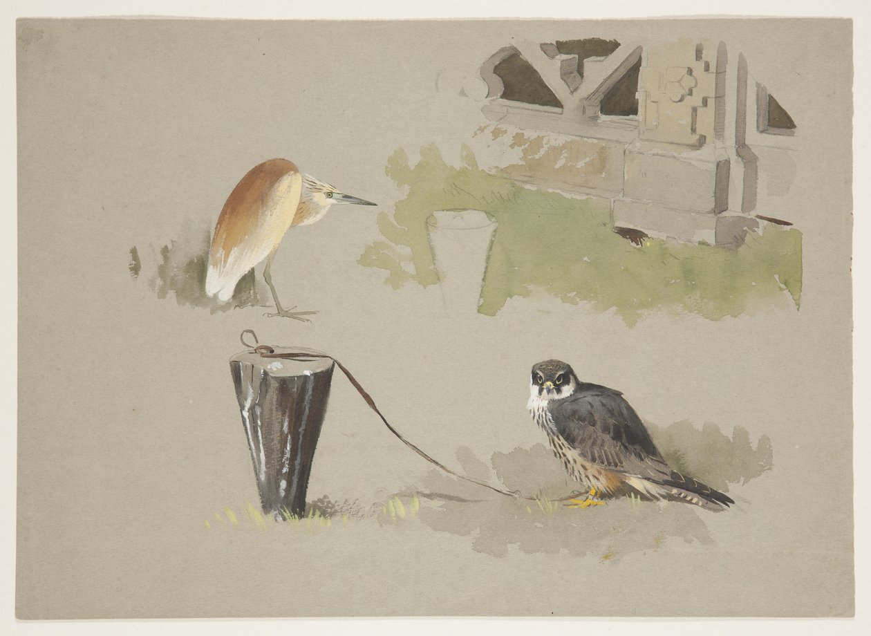 Hobby samiec na uwięzi i czapla squarro, ok. 1915 (akwarela i farba do ciała na ołówku na papierze) autorstwa Archibald Thorburn