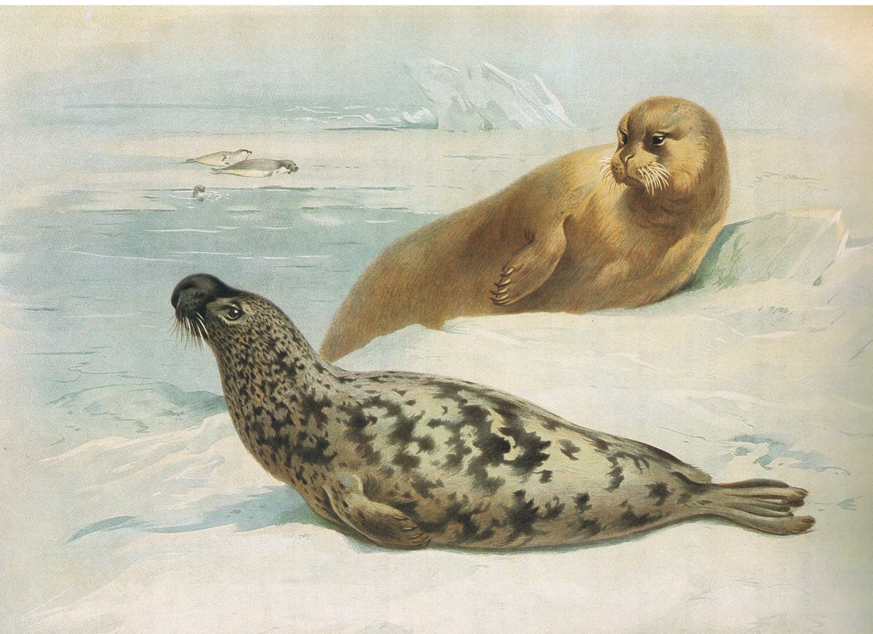 Hooded Seal i Bearded Seal, z Thorburns Mammals opublikowane przez Longmans and Co, c. 1920 autorstwa Archibald Thorburn