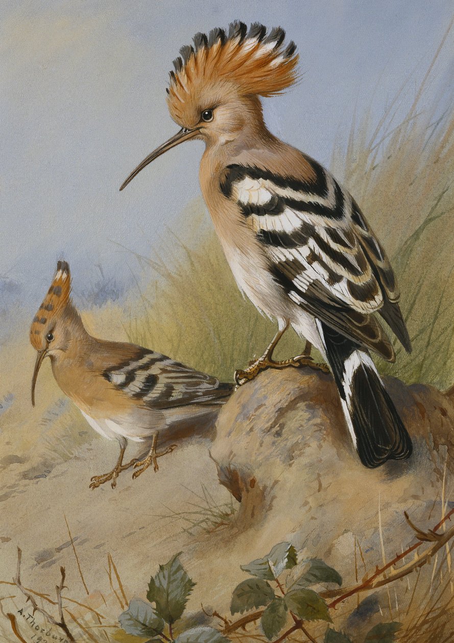 Dudki autorstwa Archibald Thorburn