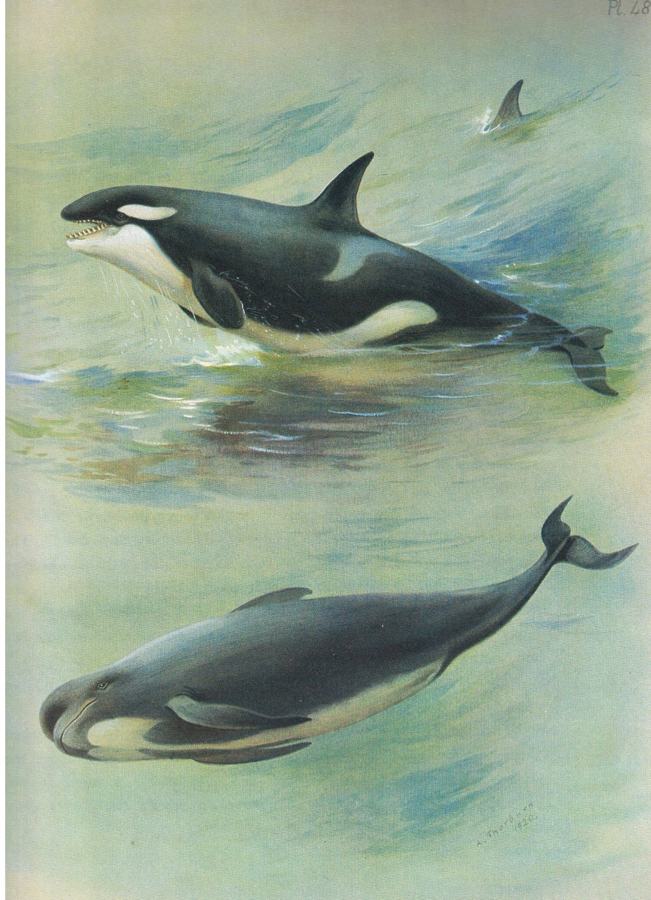Killer Pilot Whale, z Thorburns Mammals wydanej przez Longmans and Co, 1920 autorstwa Archibald Thorburn