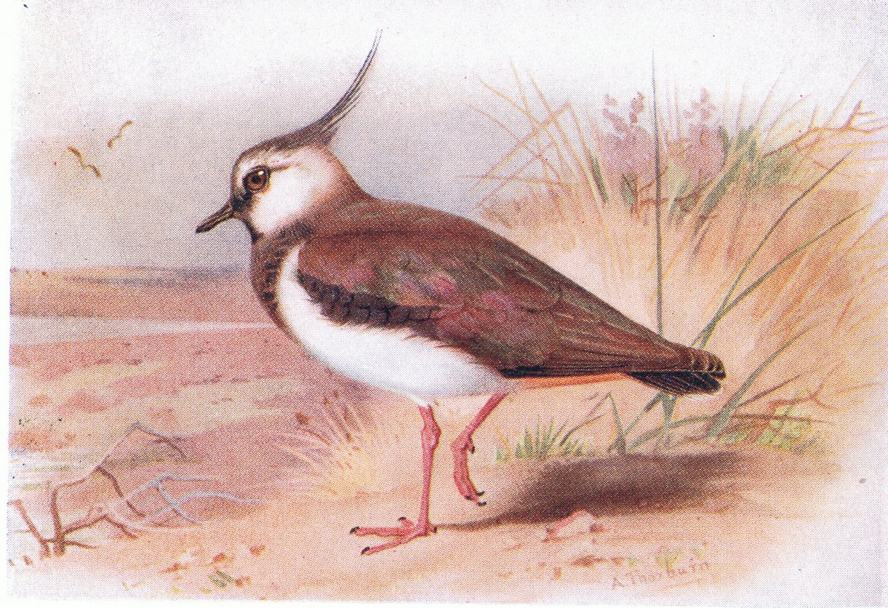 Czajka, z Birds of the British Isles and Their Eggs opublikowanej przez Frederick Warne & Co Ltd, 1958 autorstwa Archibald Thorburn