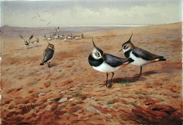 Czajki na pługu autorstwa Archibald Thorburn