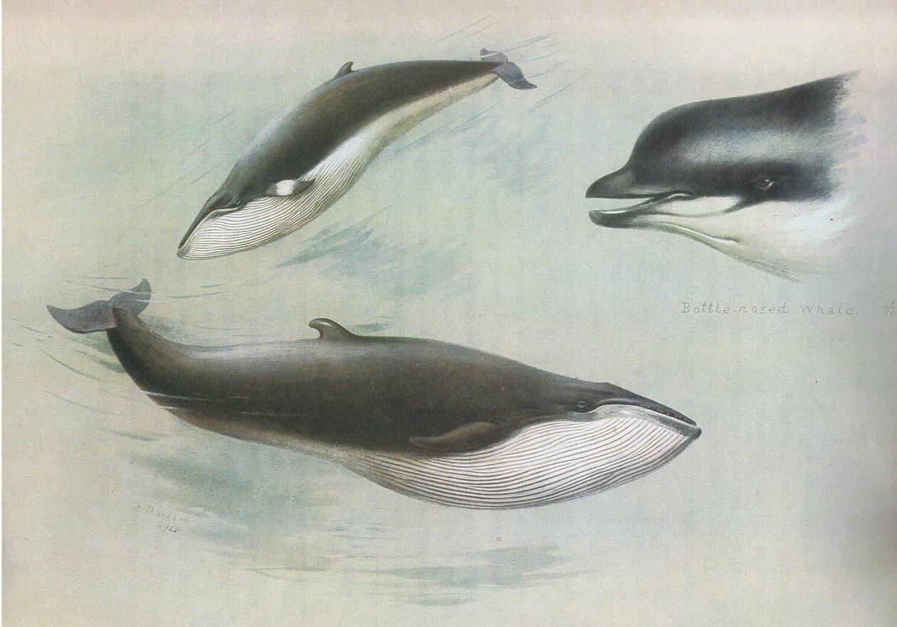 Lesser Rorqual i Rudolphs Rorqual, z Thorburns Mammals opublikowanych przez Longmans and Co, 1920 autorstwa Archibald Thorburn