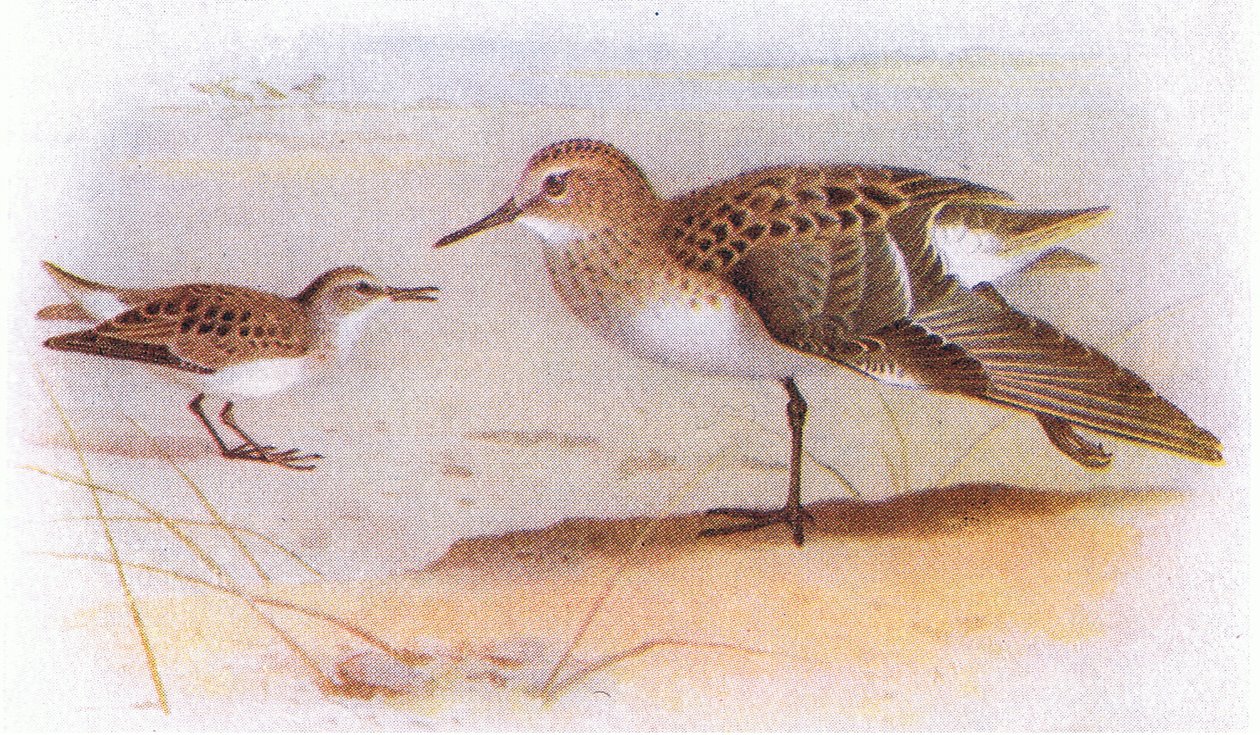 Little Stint, z książki Birds of the British Isles and Their Eggs wydanej przez Frederick Warne & Co Ltd, 1958 autorstwa Archibald Thorburn