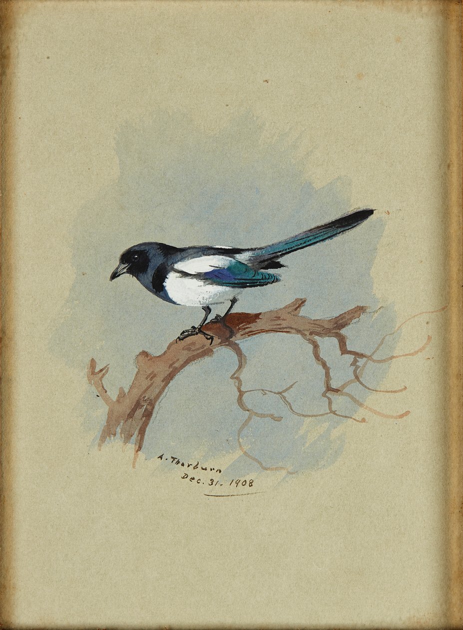 Sroka na gałęzi (atrament i akwarela) autorstwa Archibald Thorburn