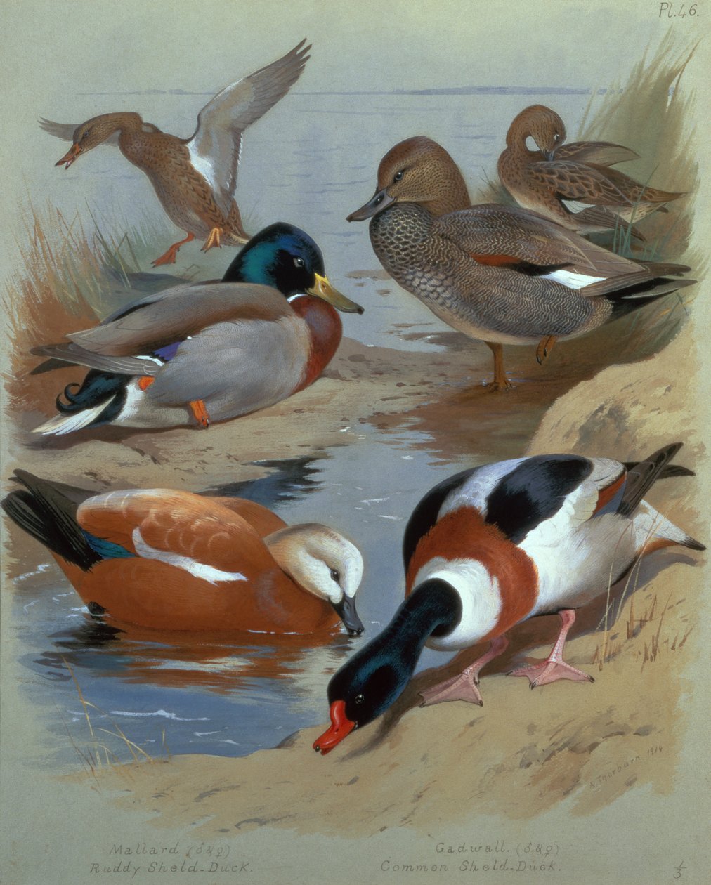 Krzyżówka, Gadwell, Rumiany ohar (akwarela) autorstwa Archibald Thorburn