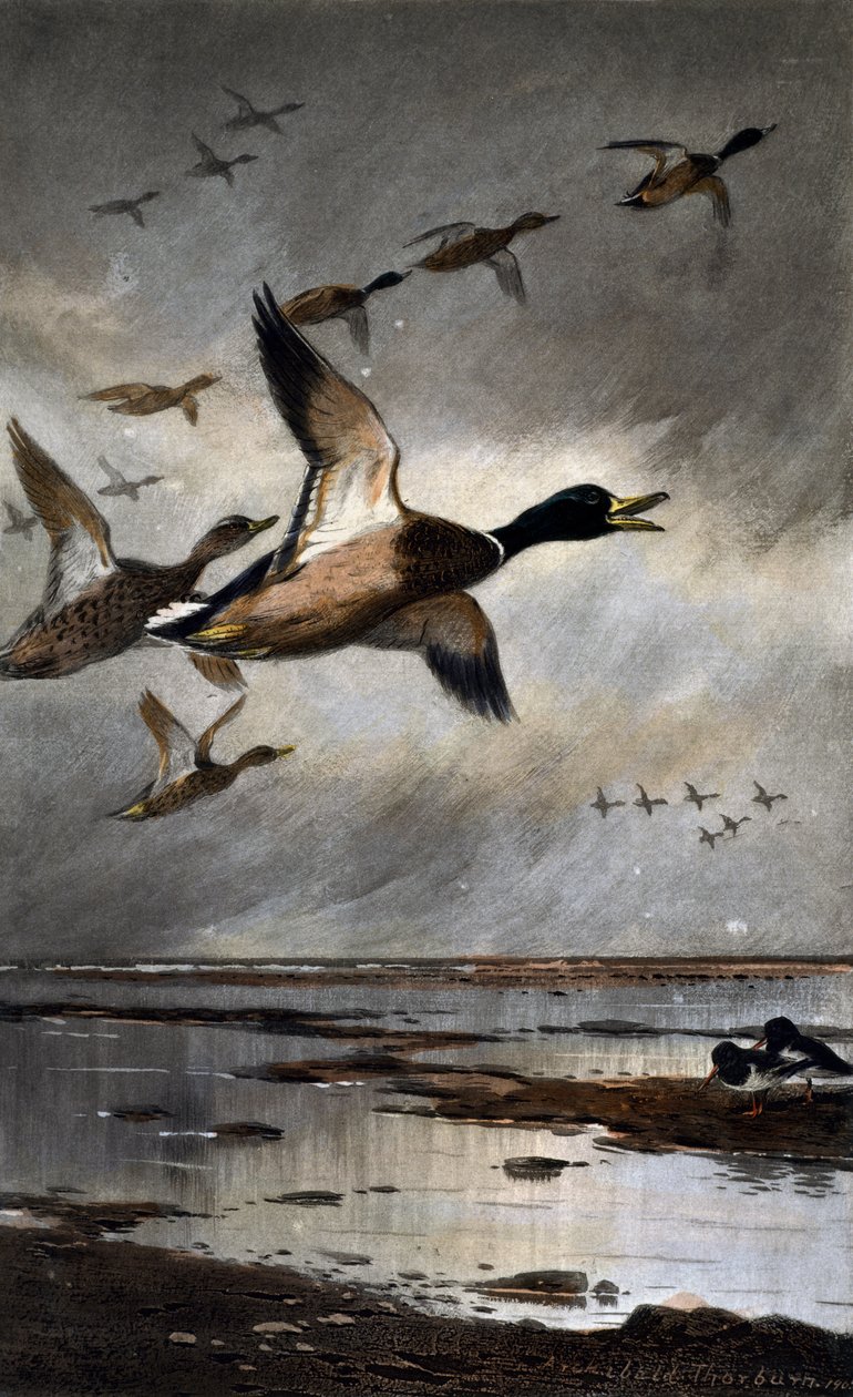 Krzyżówki w locie autorstwa Archibald Thorburn