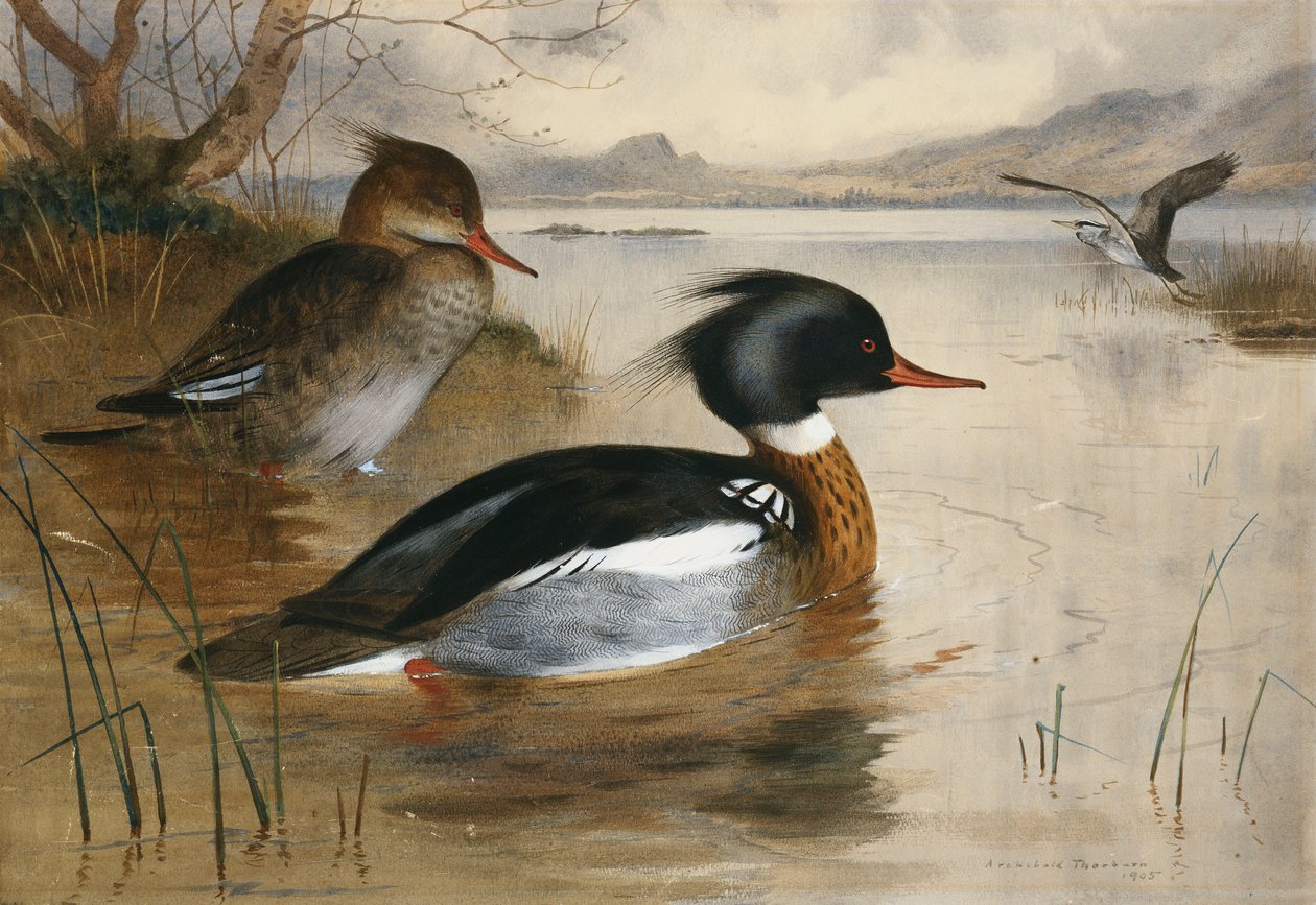 Nurogęsi, nad Loch Maree autorstwa Archibald Thorburn