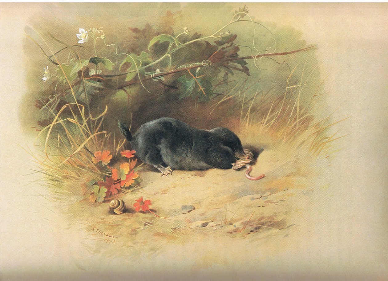Mole with worm, z książki Thorburn