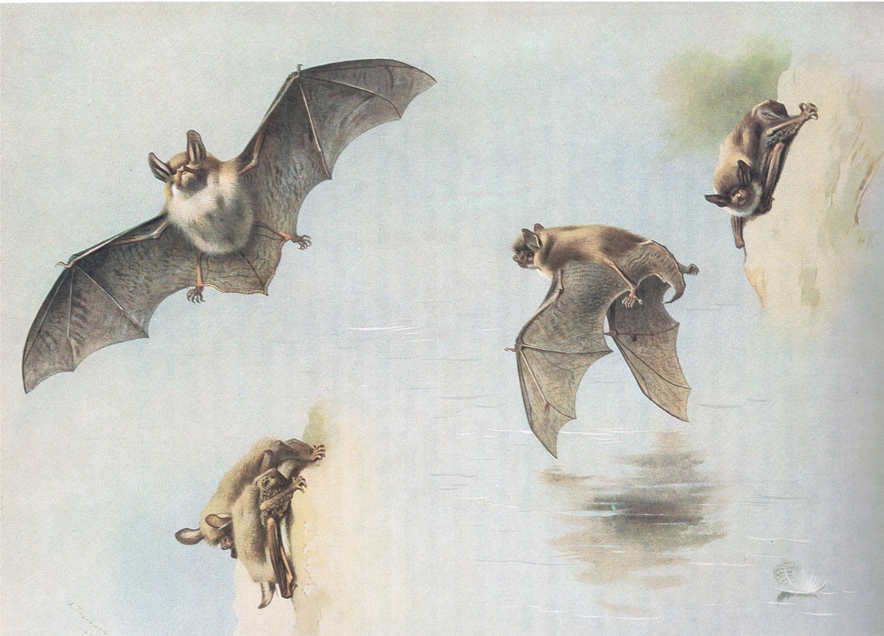 Natterers Bat i Daubentons Bat, z Thorburns Mammals opublikowanych przez Longmans and Co, ok. 1930. 1920 autorstwa Archibald Thorburn